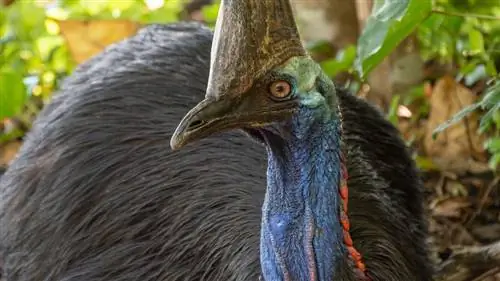 самые большие птицы