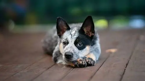 самая умная собака