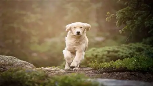 самая умная собака