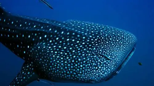 самые большие акулы