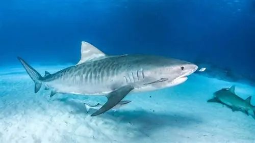 самые большие акулы