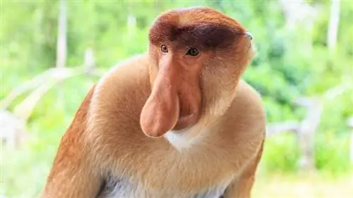 самые уродливые животные