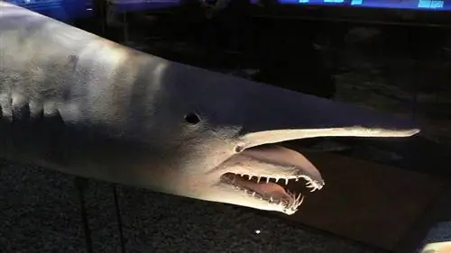 самые уродливые животные