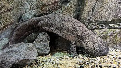 самые уродливые животные