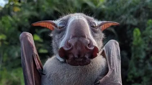 самые уродливые животные