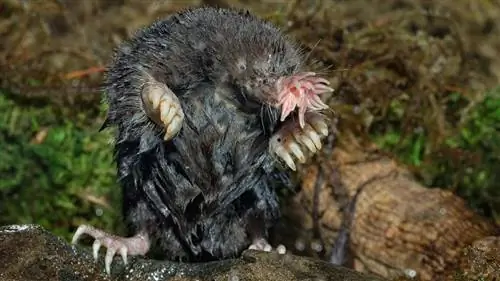 самые уродливые животные