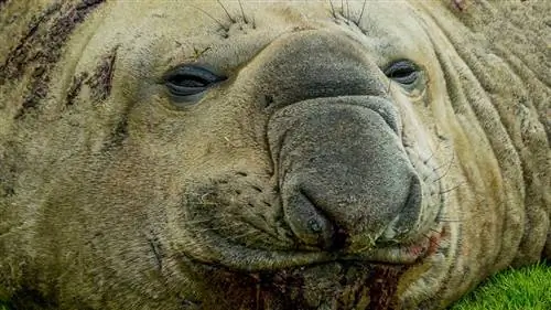 самые уродливые животные