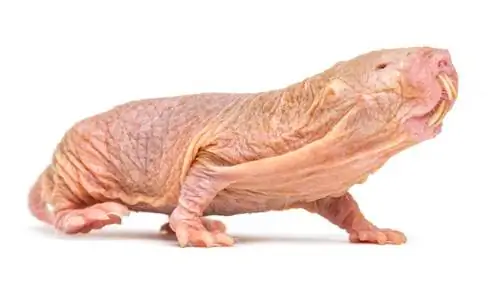 10 самых уродливых животных в мире: такие невзрачные, что они милые