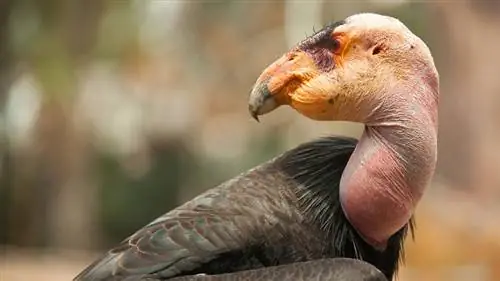 самые уродливые животные