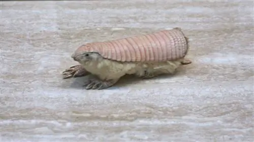 Розовый сказочный броненосец так же загадочен, как и его название