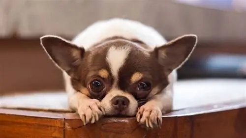 самые маленькие собаки
