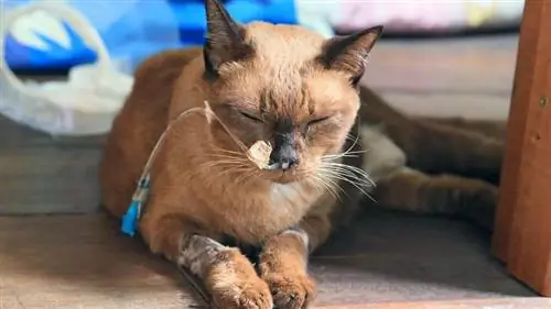 больной кот
