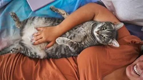 кошка трет живот