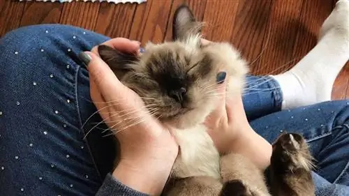 ласкает кошачью щеку