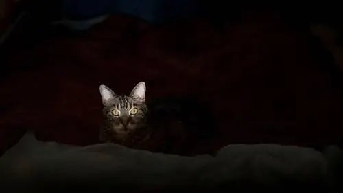 кошка ночью