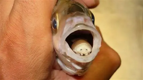 Почему ни одна рыба не хочет, чтобы вошь-паразит, поедающая язык, находилась у нее во рту