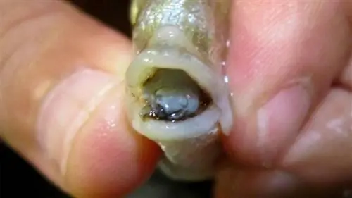 паразитическая вошь