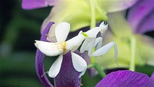 орхидейный богомол