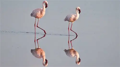 Отличные побеги! 5 диких животных, которые сбежали