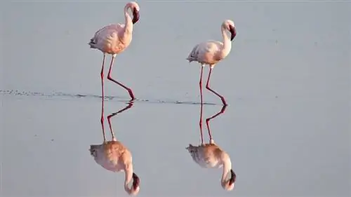 малый фламинго