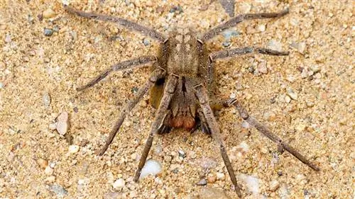 Бразильский странствующий паук