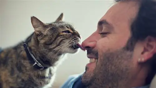 кошка лижет
