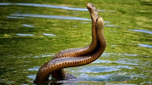 змеи спариваются