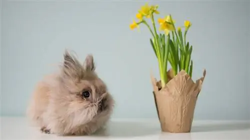 Львиноголовый кролик
