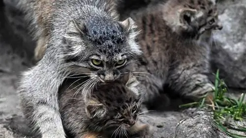 манул кошка