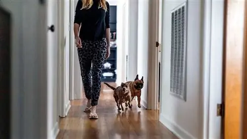 Почему Fido следует за вами повсюду и почему это здорово