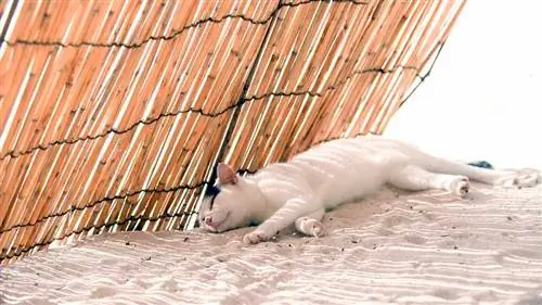 кошка на солнце