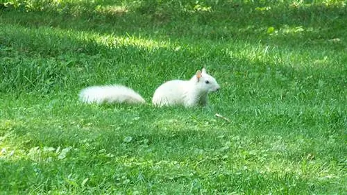 белая белка