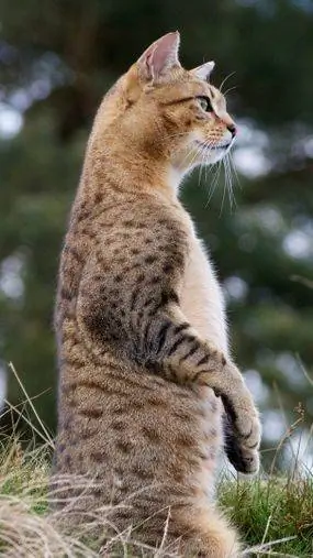кошка египетская мау