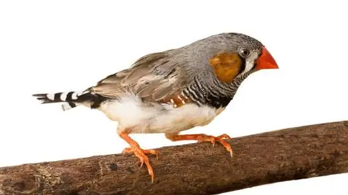 Зебра Финч