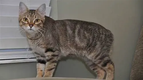 Мэнская кошка