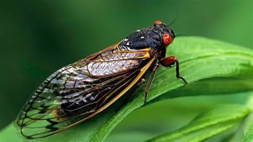 Миллиарды Brood X Cicadas вот-вот станут громкими