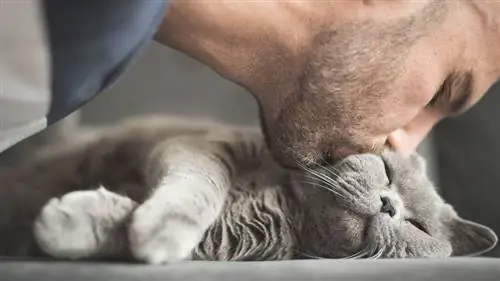 кот и хозяин целуются