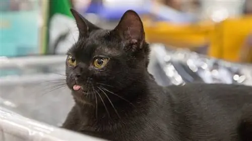 Бомбейская кошка