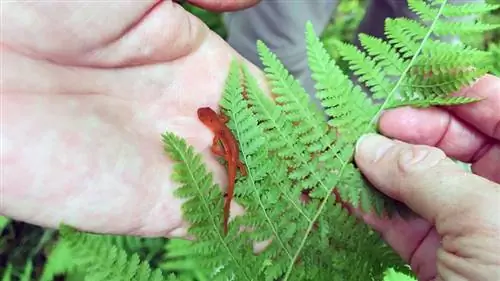 Восточный тритон