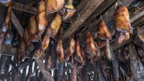 гренландская акула