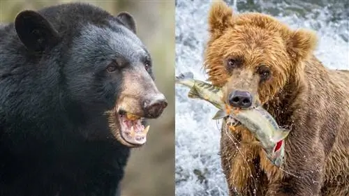 В чем разница между бурым медведем и черным медведем?