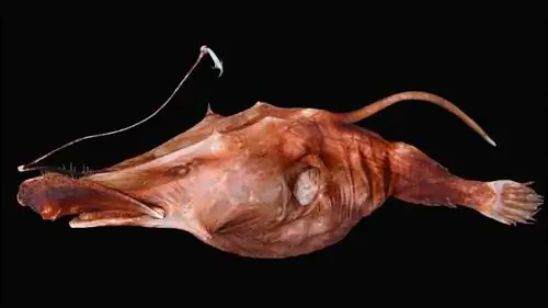 морской черт