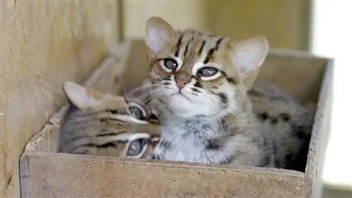 ржавая пятнистая кошка