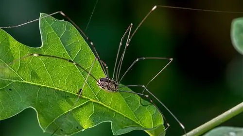 Длинноногие папы (обязательно) не пауки; Итак, что они собой представляют?