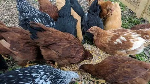 куры на заднем дворе