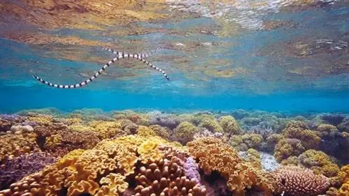 морская змея