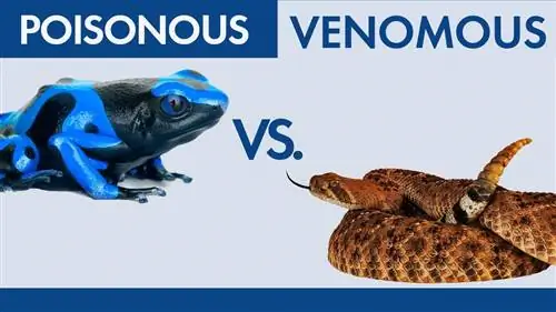 Ядовитый против ядовитого: есть ли разница?
