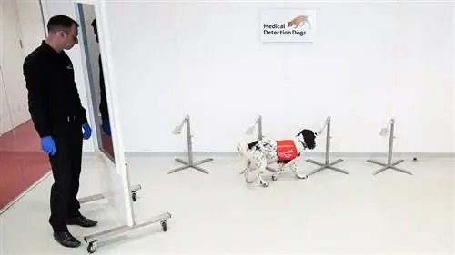 собака, вынюхивающая коронавирус
