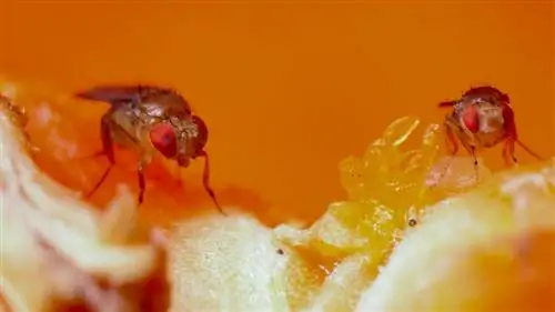 Детали плодовой мушки (Drosophila)