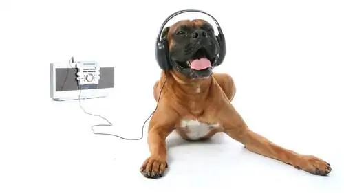 Плейлисты Spotify достались собакам и кошкам и хомякам